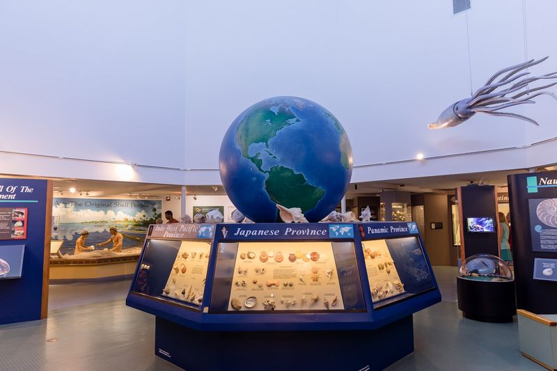 The Little-Known Florida Museum Home To One Of The World'S Largest Shell Collections - Decor Hint Learning Programs For Every Age