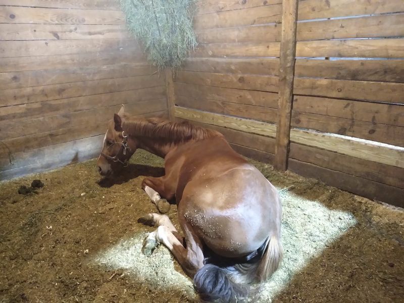 Spend The First Part Of The Session Grooming