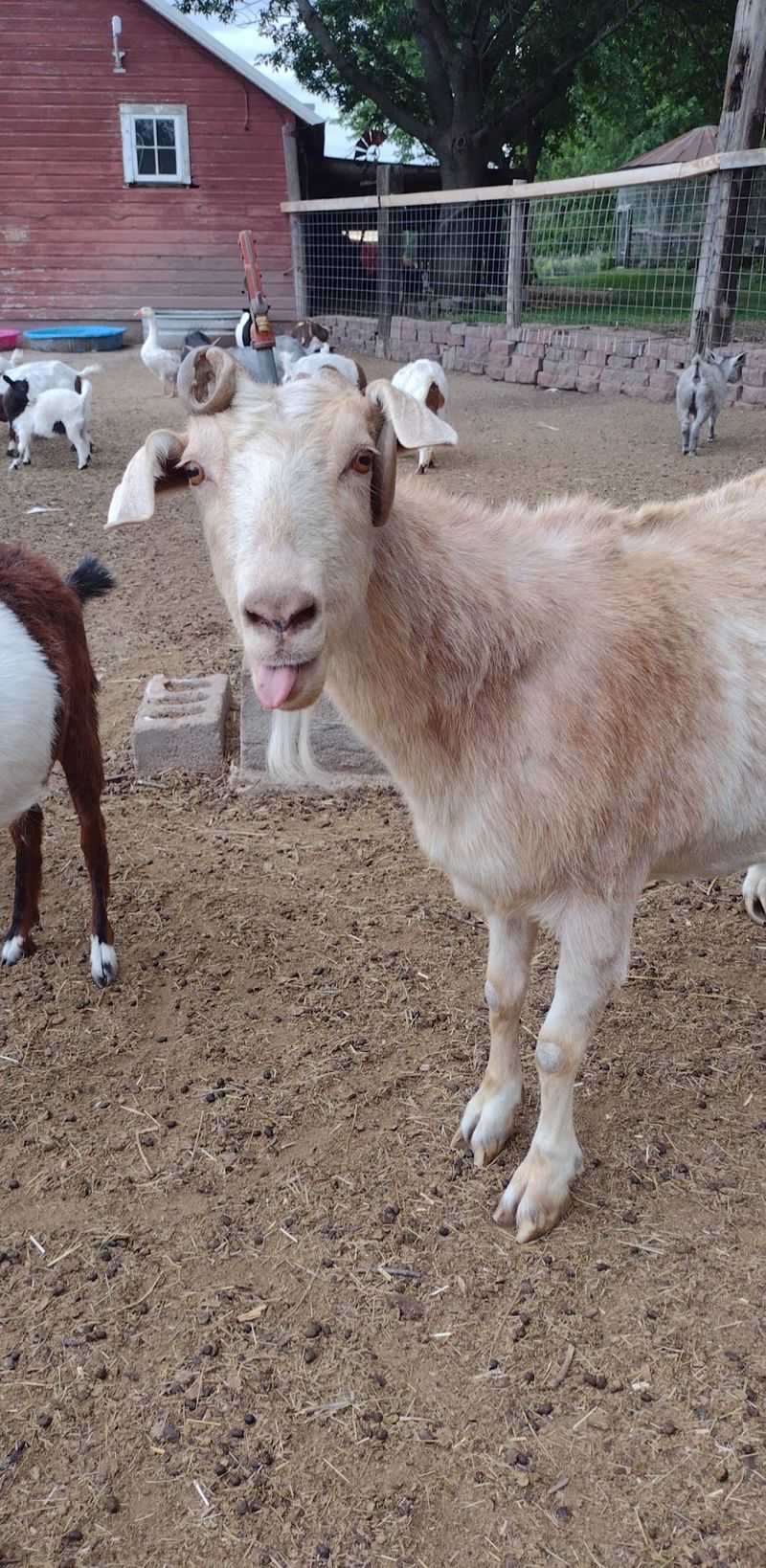 Why Senior and Special-Needs Animals End Up Here