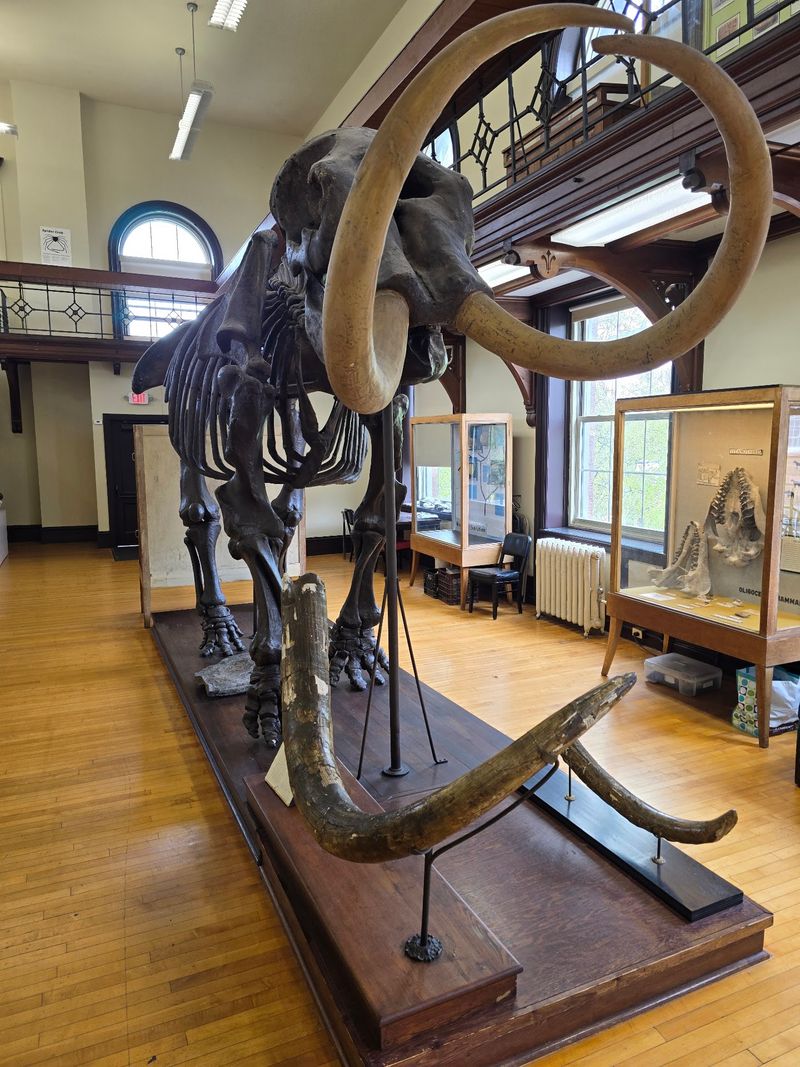 Manny The Mastodon Towers