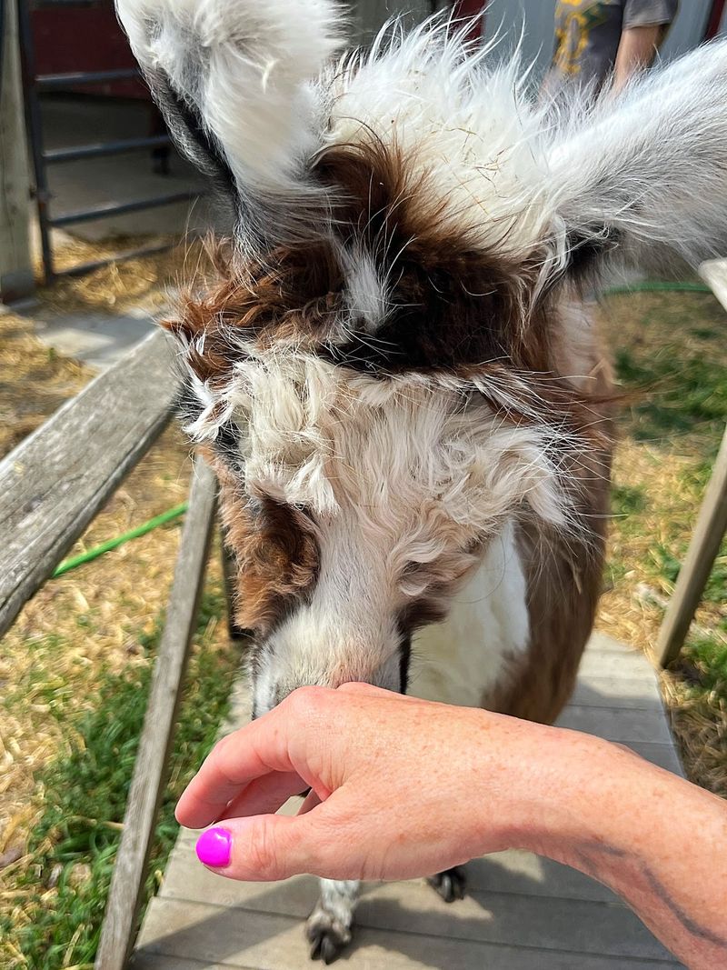 Feeding the Herd by Hand