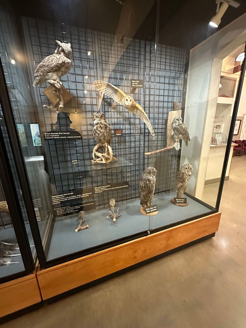 The Archives Of Falconry And Its Ancient Traditions