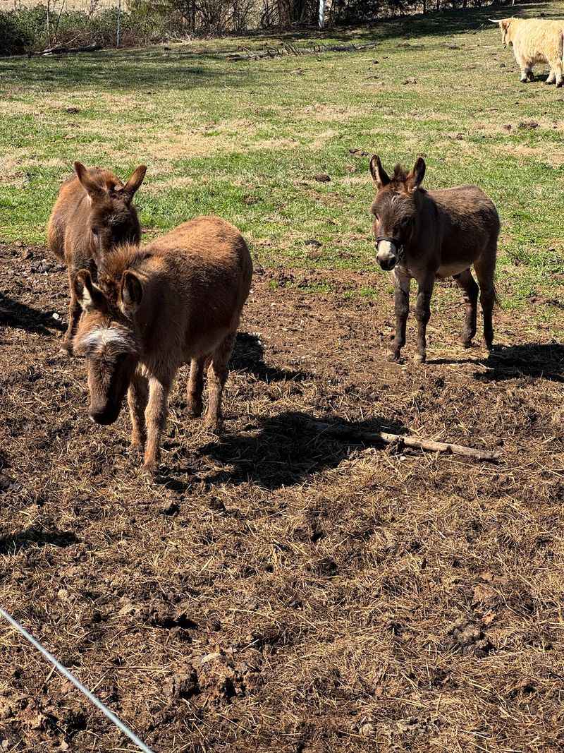 Donkeys, Chickens, And Ducks