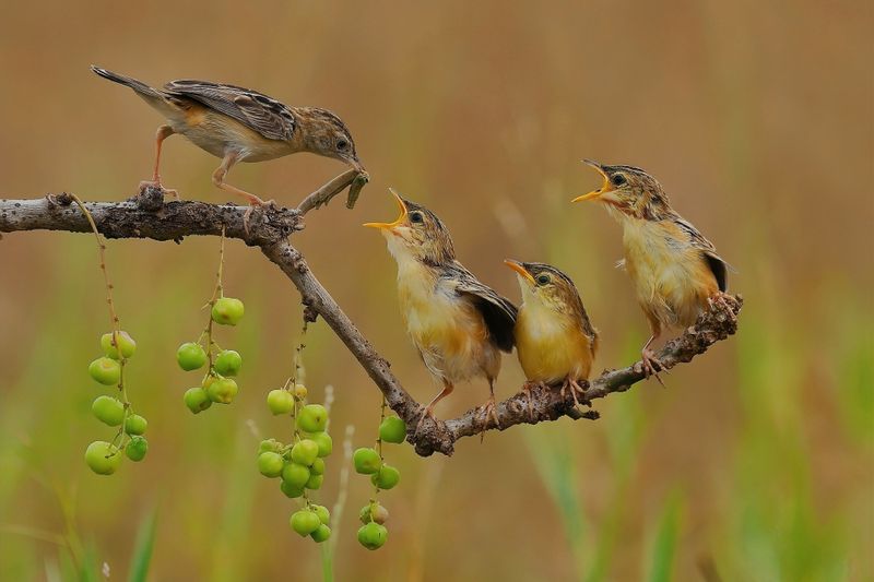 This North Carolina Mountain Park Comes Alive With Migrating Songbirds Every September - Decor Hint You Don’t Need A Mountain Hike To Catch One Of Western North Carolina’s Best Fall Birding Shows