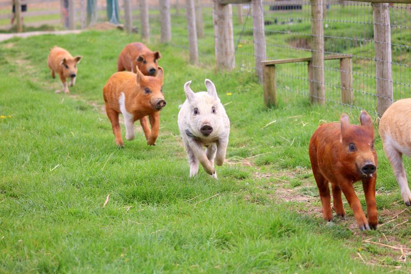 Robinson’s Racing Pigs Bring One Of The Fair’s Most Crowd-Pleasing Shows