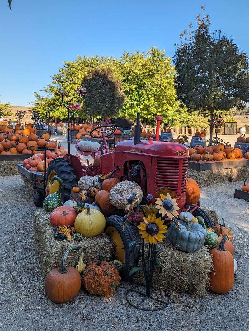 The Oldest Pumpkin Farm In The Region