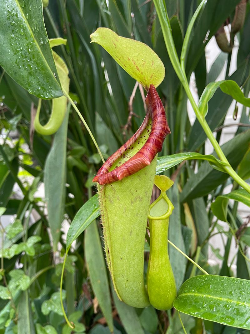 Carnivorous Plants Give The Greenhouses A Stranger Side
