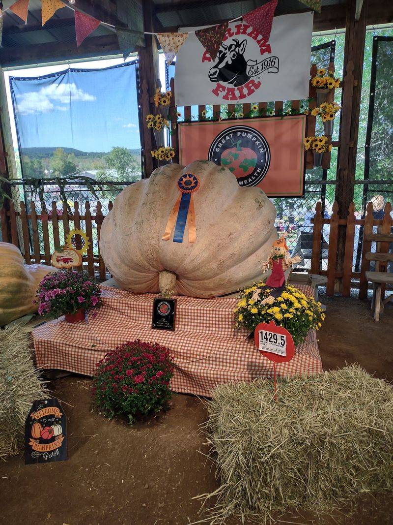 Giant Pumpkins Bring Serious Bragging Rights