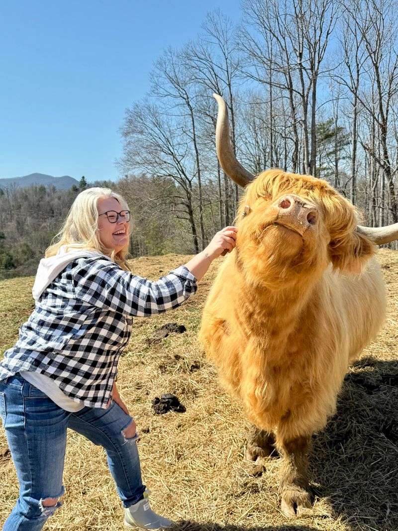 This North Carolina Farm Lets You Cuddle Fluffy Highland Cows For A Gentle Fall Escape - Decor Hint The Herd Decides How Close Your Encounter Gets That Day