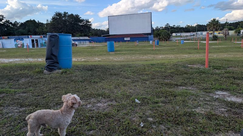 The Nostalgic Drive-In Theater In Florida That's Perfect For Stress-Free Weekends - Decor Hint Room For Paws, Play, And The Whole Crew