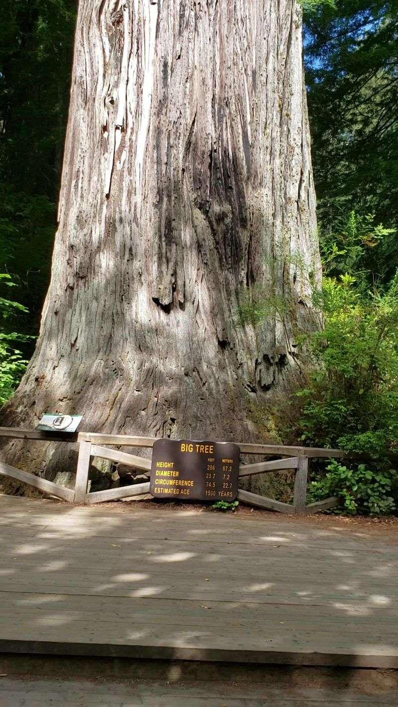 Big Tree Wayside Makes An Easy Detour