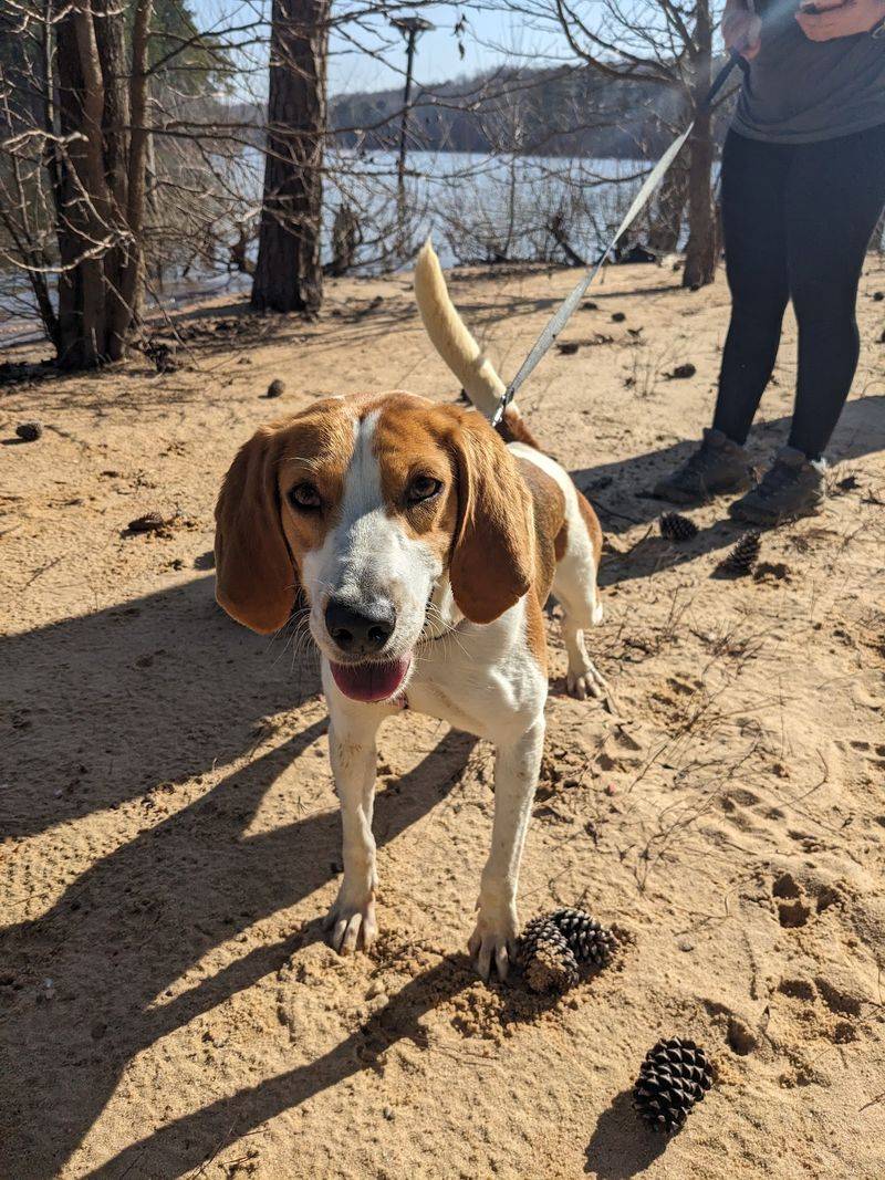 The Adoption Experience Here Looks Very Different From A Traditional Shelter Visit