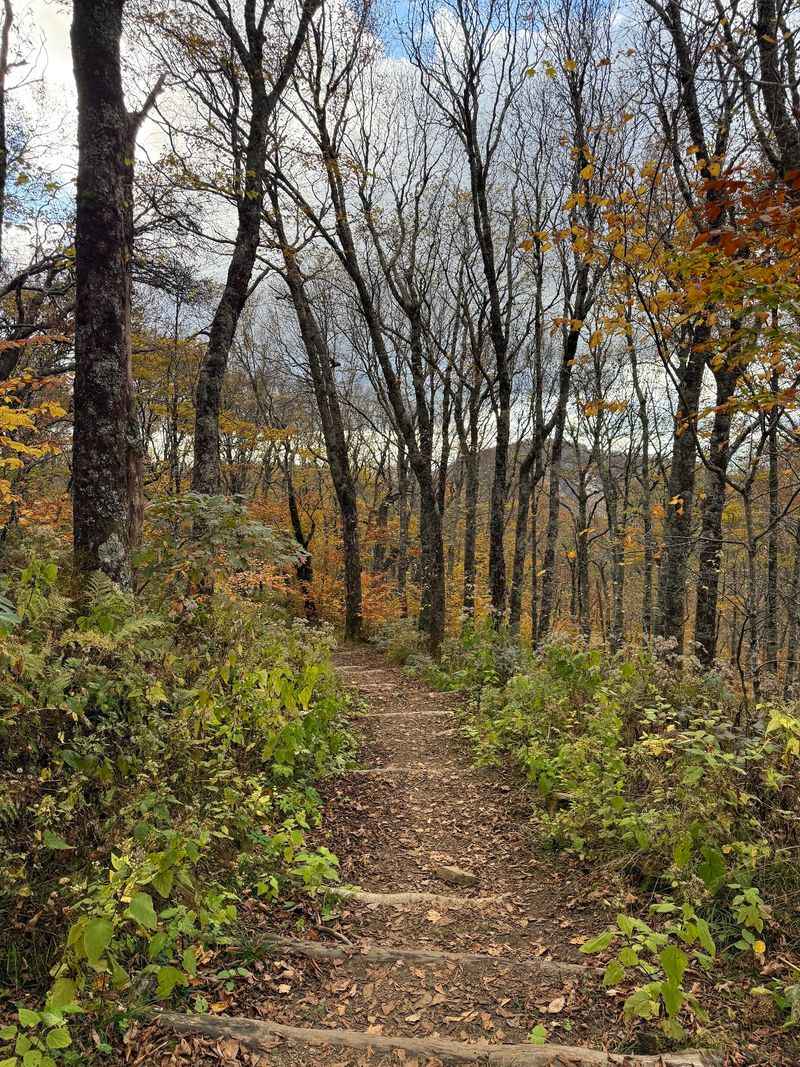 12 Dirt-Cheap Fall Day Trips In North Carolina You'Ll Want To Take This Year - Decor Hint Craggy Gardens, Asheville Area