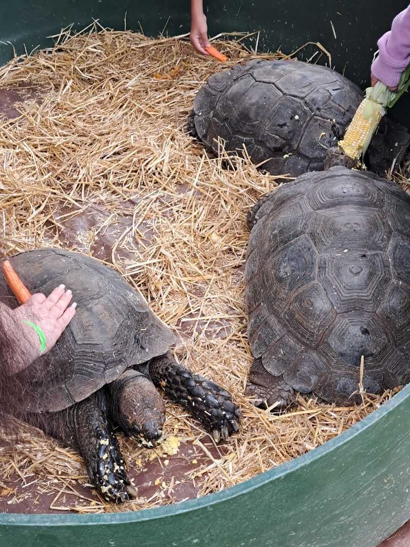 Nature Connections Programs For Families