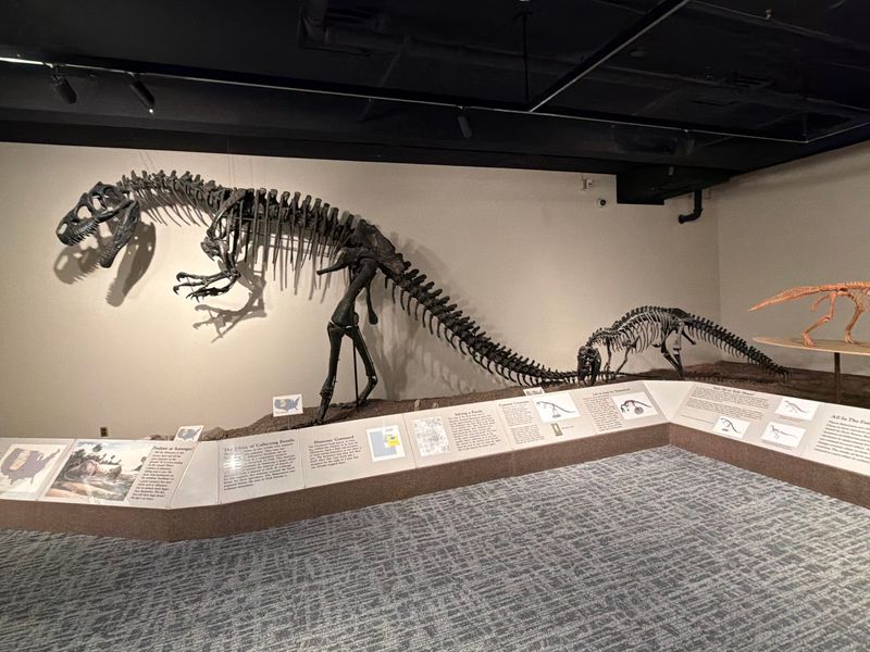 Dinosaurs, Rocks, and the Mesozoic Gallery