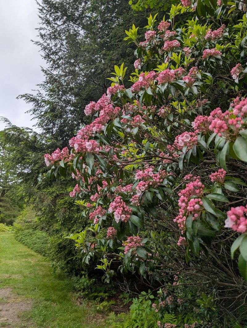 The Caroline Black Garden Adds Global Variety