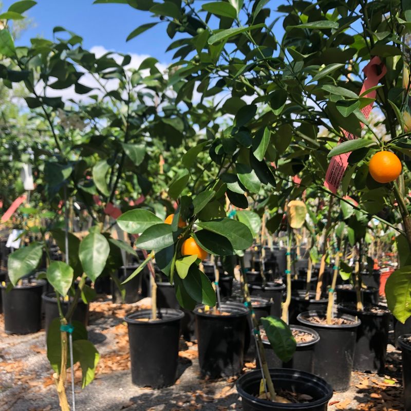 This South Carolina Nursery Is Packed With Native Plants, Pots And Garden Treasures - Decor Hint Fruit Trees With Southern Accents