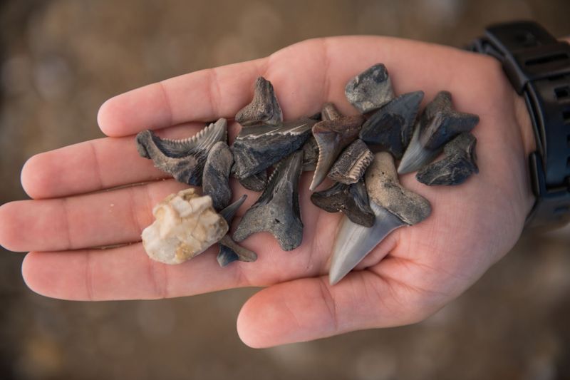 Community Groups Built Around Nature And Collecting
