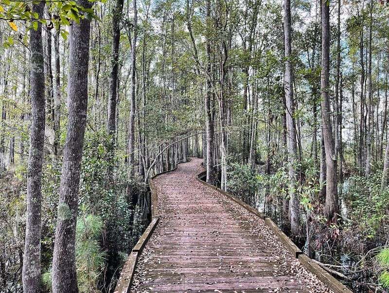10 Georgia Hiking Trails Where Hikers Should Stay Snake-Aware - Decor Hint Upland Island Boardwalk Trail, Stephen C. Foster State Park, Fargo