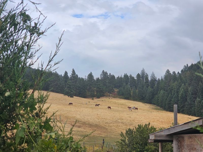 A Rescue Ranch Rooted In The Palouse Hills