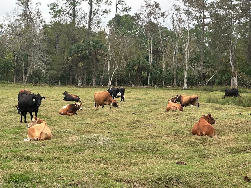 Florida's Grass-Grazed Dairy Farm In New Smyrna Beach Sells Its Own Bottled Milk And Farm Cheese On Site - Decor Hint Understanding Raw Milk Labels in Florida
