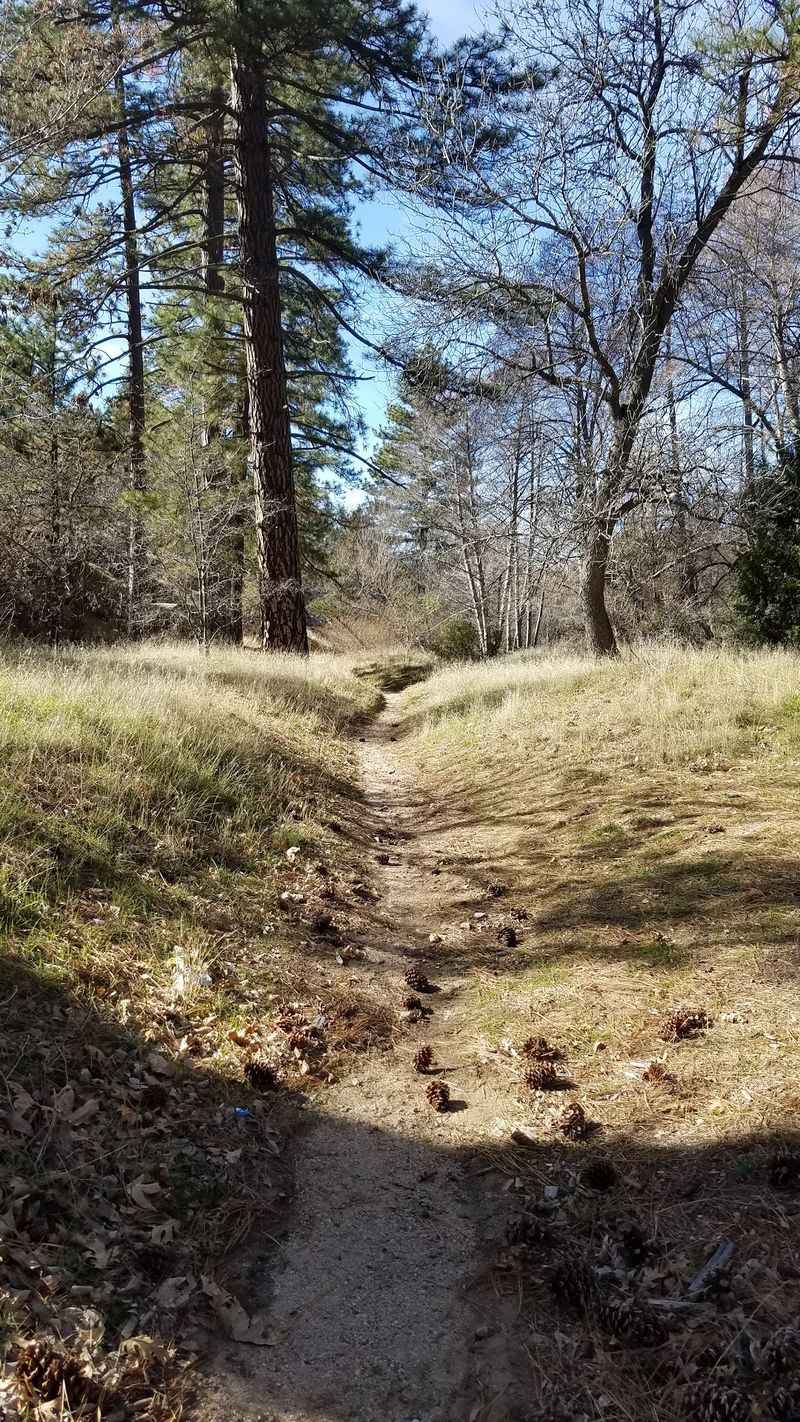 Miller Canyon Has Long Been The Better-Known Bear Area