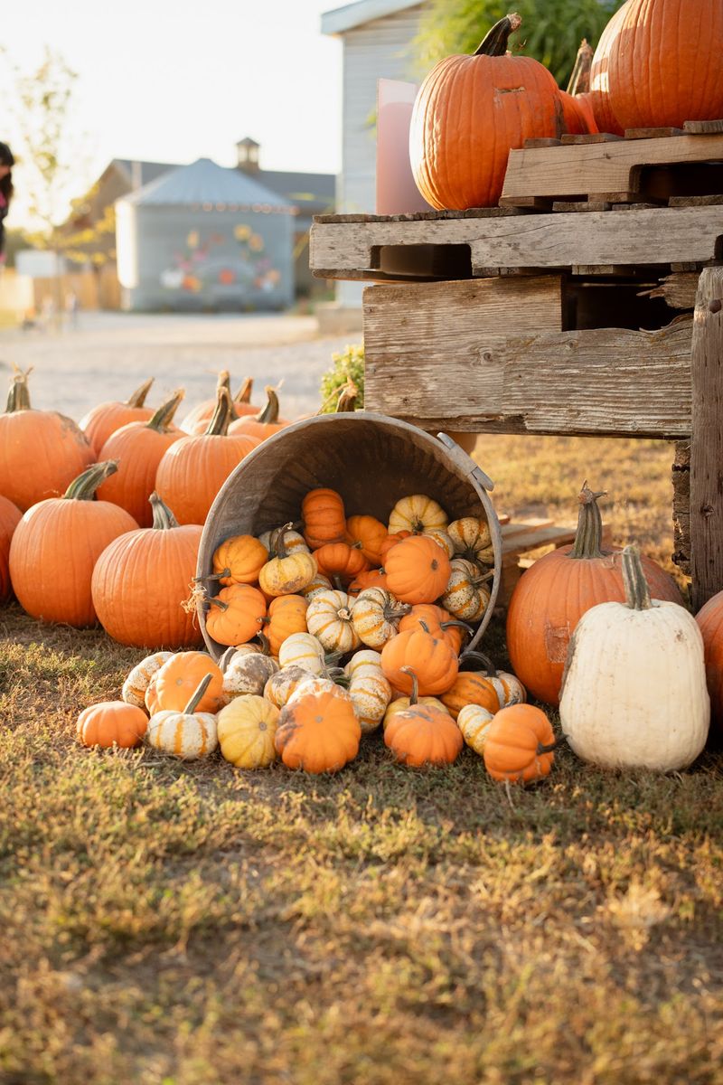 7 Family-Friendly Pumpkin Patches In Nebraska That Are More Fun Than Frightening - Decor Hint Skinny Bones Pumpkin Patch In Blair