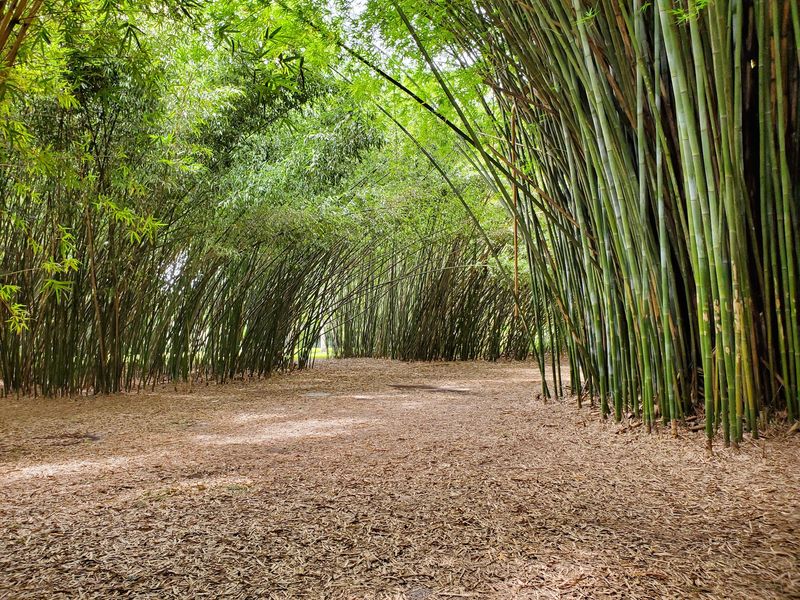 The Bamboo Grove Everyone Talks About