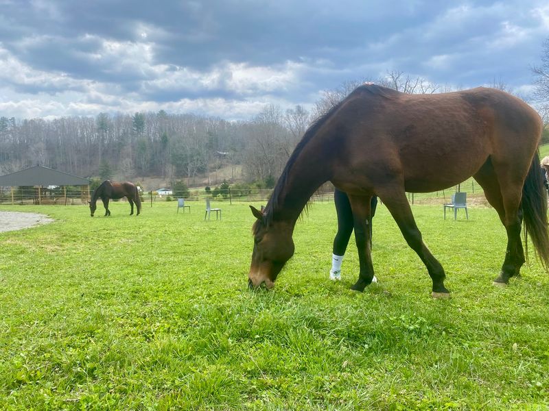 The Horses Set The Pace During This Quiet Blue Ridge Experience
