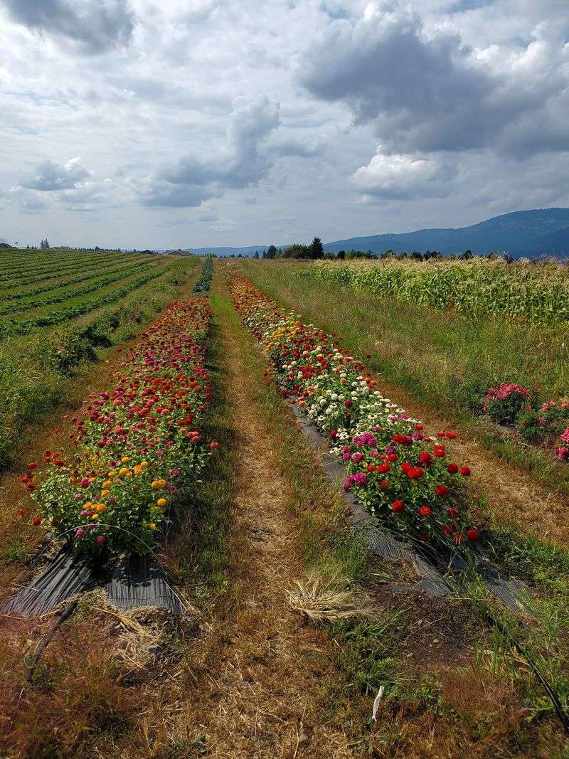 Flowers To Wander Between The Berry Rows