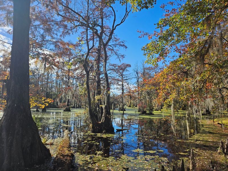 12 Dirt-Cheap Fall Day Trips In North Carolina You'Ll Want To Take This Year - Decor Hint Merchants Millpond State Park, Gatesville
