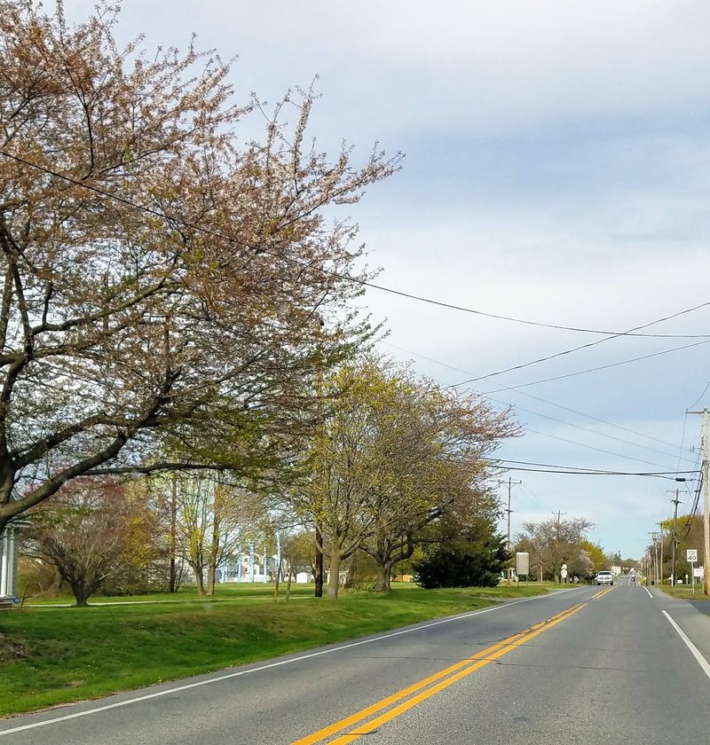 Smyrna