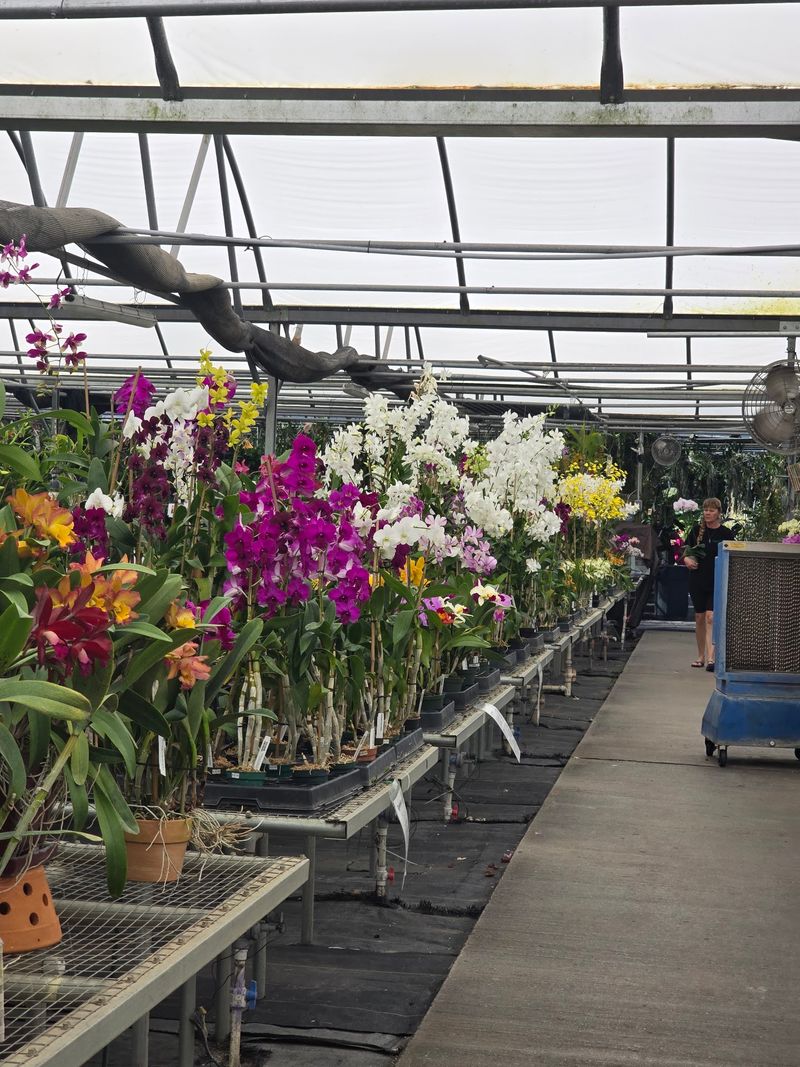 Palmer Orchids, A Bradenton Family Nursery