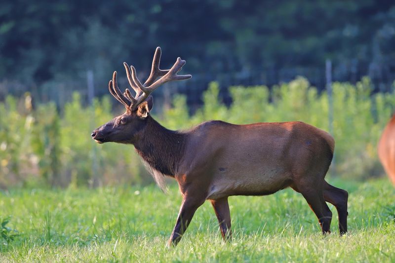 Elk & Bison Prairie