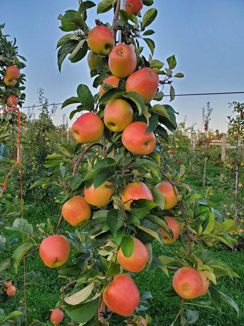 Rare Apples Give This Orchard Its Unusual Edge