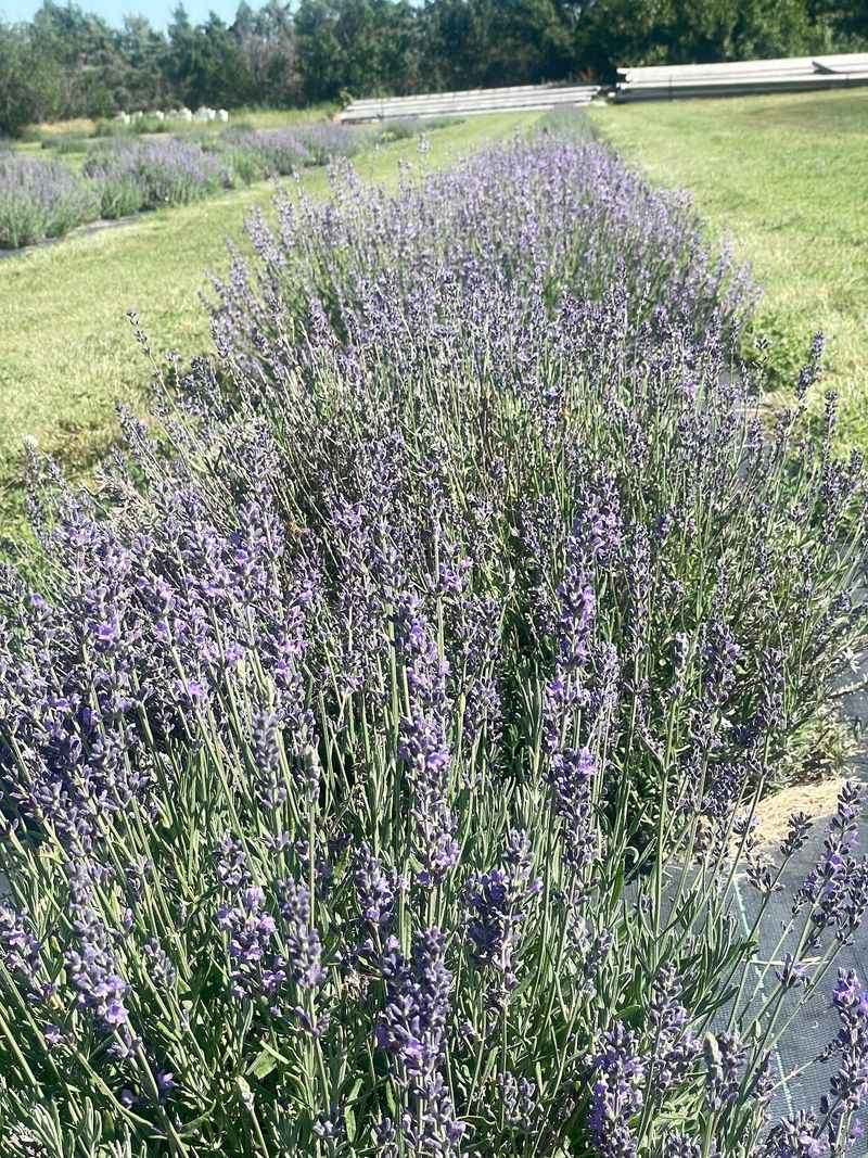 Who Will Love a Morning Among the Rows