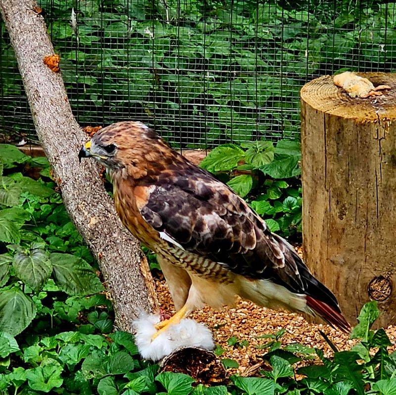 Nonprofit Muscle Behind Every Feather