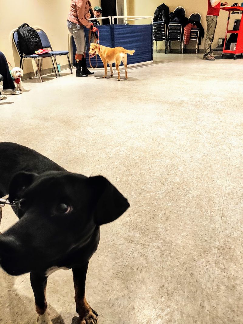 Atlanta Humane Society (Blank Family Animal Center), Atlanta