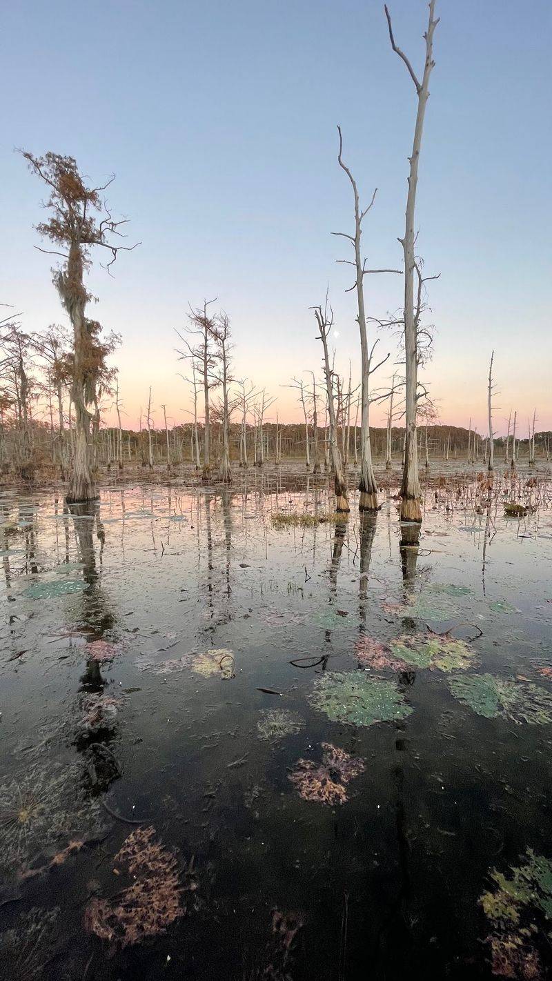 This Louisiana River Town Feels Like A Quiet Affordable Escape With Homes Under $200,000 - Decor Hint Cypress Swamps At Black Bayou Lake