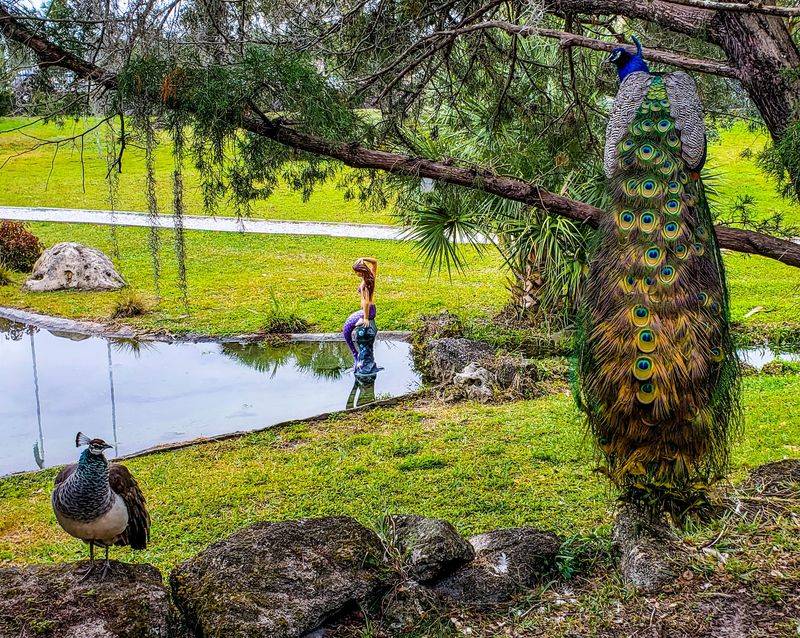 Florida's Oldest Roadside Attraction Still Stages Live Mermaid Shows in a Spring-Fed Theater - Decor Hint Riverboat Cruises, Trails, and Roaming Peacocks