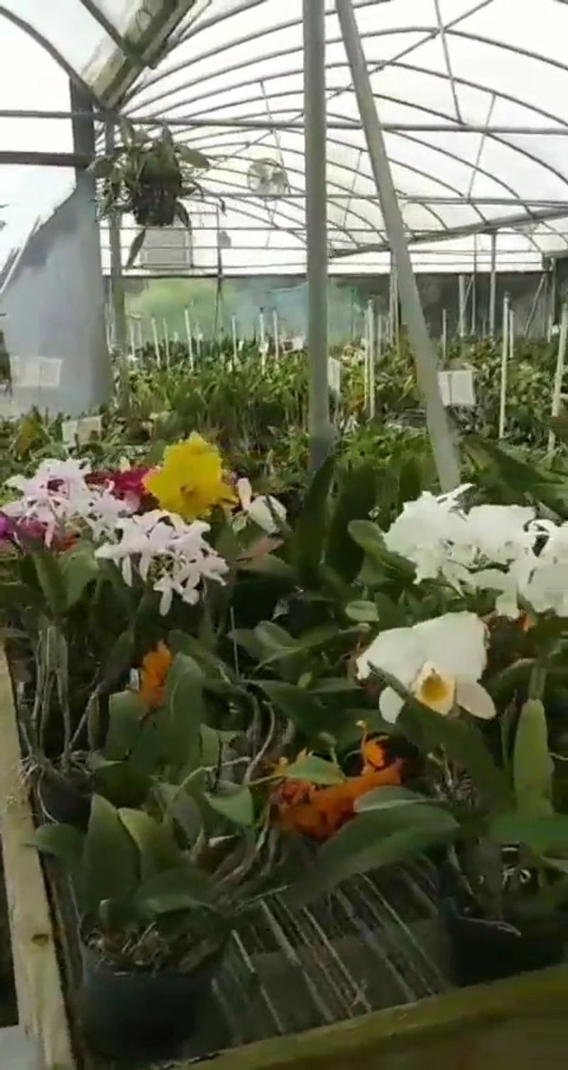 Odom's Orchids Inc, Fort Pierce