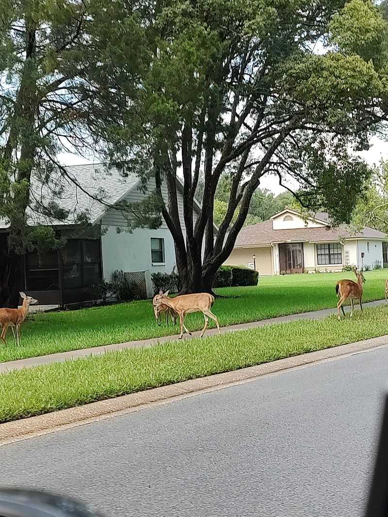 Hudson, Pasco County