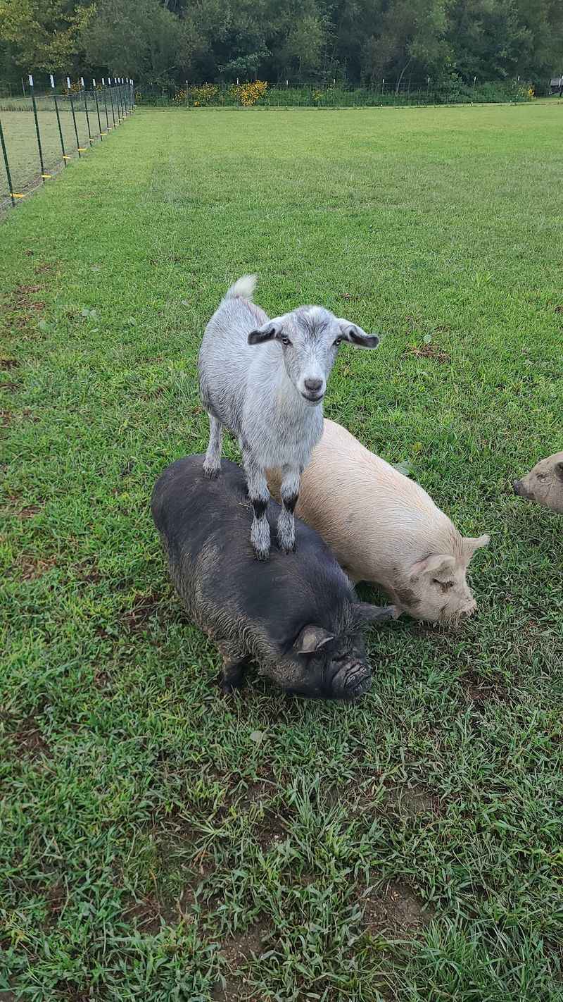 Farm School Without The Pop Quizzes