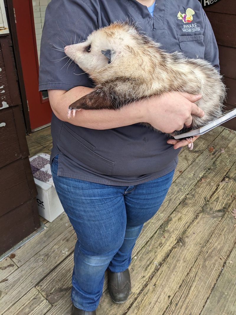 AWARE Wildlife Center, Lithonia