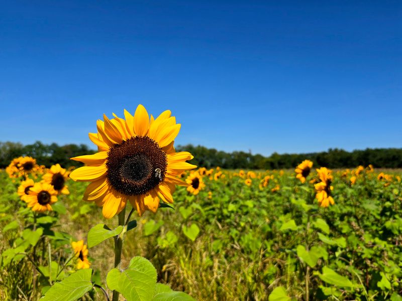 Pumpkins And Sunflowers Take Over In October