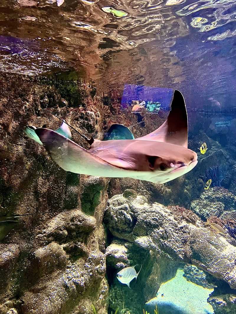 Nebraska Is Home To A Zoo Where A Glass Tunnel Lets Sharks Swim Right Over Your Head - Decor Hint Fingertips Meet Stingrays