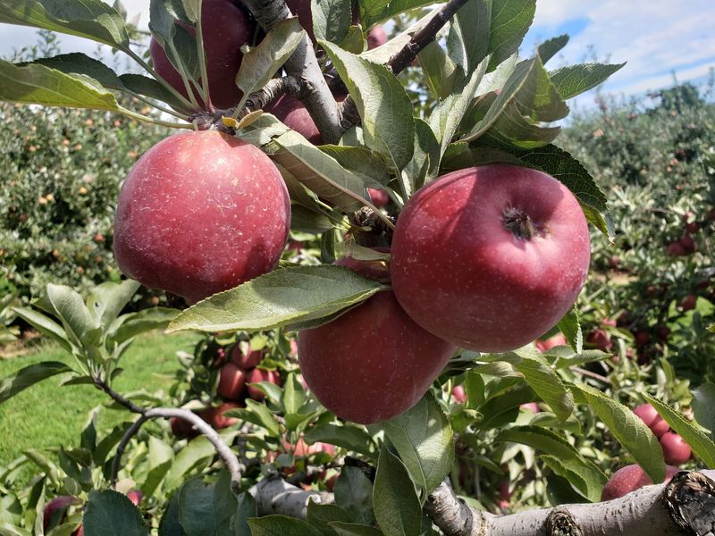 12 Of The Best Apple Orchards In North Carolina For The Perfect Fall Picking Trip - Decor Hint Grandad’s Apples N’ Such