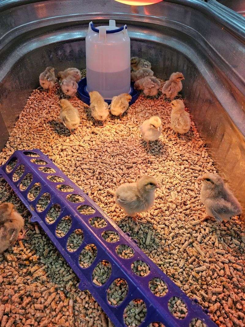 Chicks, Coops, And Backyard Flock Gear