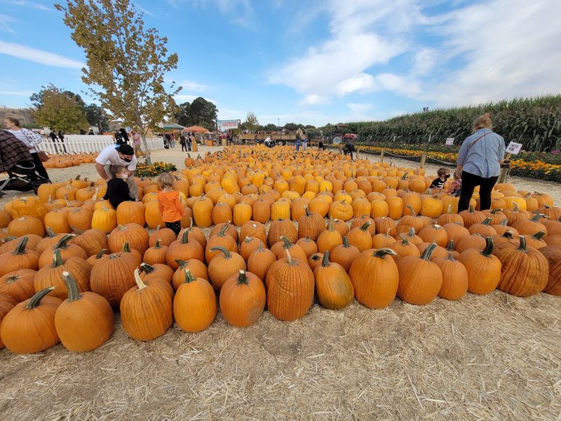 Spina Farms Pumpkin Patch, Morgan Hill
