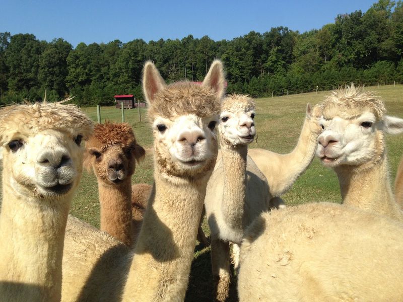 A Simple Farm Visit Turns Into One Of North Carolina’s Cutest Animal Outings